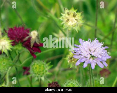 scabious Foto Stock