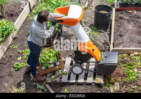 Triturazione di rifiuti da giardino per un letto di compostaggio utilizzando una trinciatrice meccanica Foto Stock