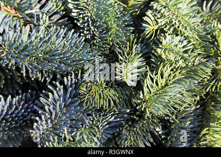 Rami di abete Nordmann come una decorazione di Natale Foto Stock