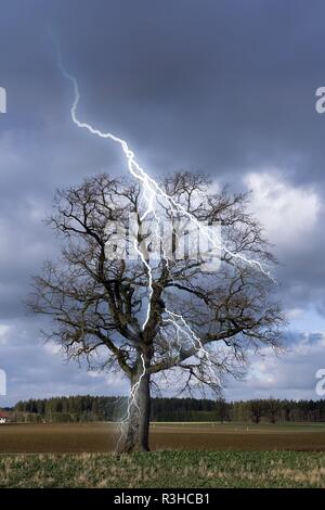 Il fulmine colpisce in una struttura ad albero Foto Stock