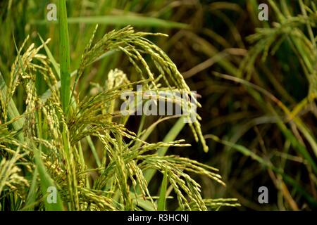 Indian Pianta di riso paddy ( Oryza sativa ) prima della raccolta Foto Stock