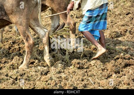 Un agricoltore o coltivatore è coltivare il suo campo utilizzando due buoi e aratro per arare. Il metodo tradizionale di agricoltura Foto Stock