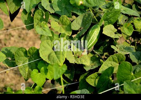 Bella zucca appuntito fiore o Trichosanthes dioica in un impianto nel campo. Foto Stock