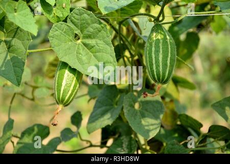 Bella zucca appuntito fiore o Trichosanthes dioica in un impianto nel campo. Foto Stock