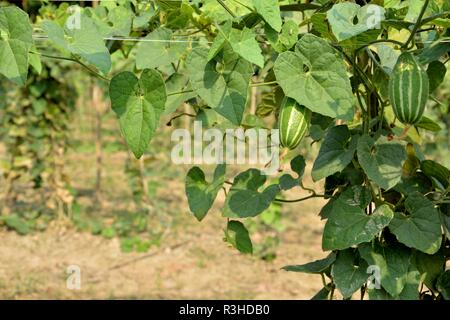 Bella zucca appuntito fiore o Trichosanthes dioica in un impianto nel campo. Foto Stock