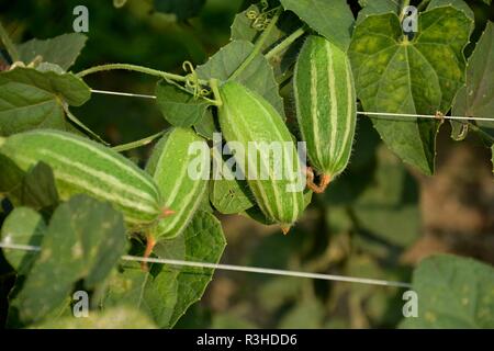 Bella zucca appuntito fiore o Trichosanthes dioica in un impianto nel campo. Foto Stock