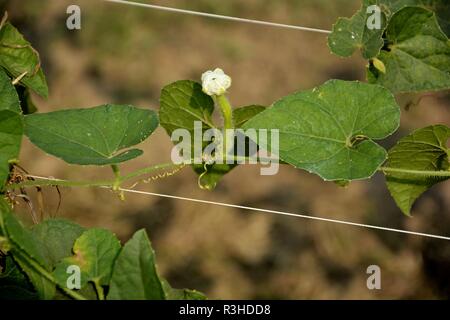 Gourd appuntito fiore o Trichosanthes dioica in un impianto nel campo. Foto Stock