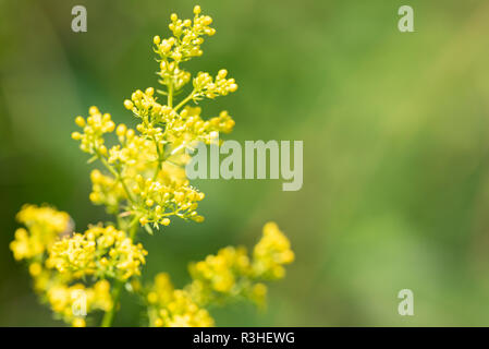 Infiorescenze Galium verum di perenne piante medicinali close-up Foto Stock