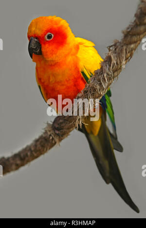 Sun conure aratinga solstitialis Foto Stock