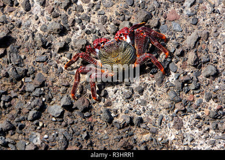 Il red rock granchio (grapsus adscensionis) Foto Stock