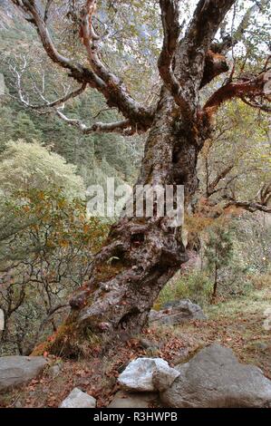 Vecchi alberi nelle foreste dell'himalaya,Nepal Foto Stock