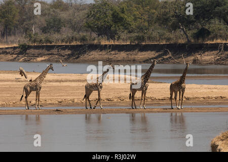 Una giraffa di Thornicroft South Luangwa national park in Zambia Africa Foto Stock