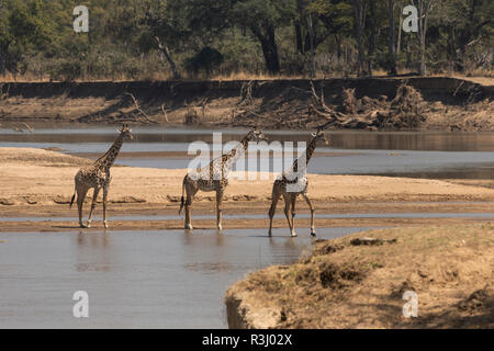 Una giraffa di Thornicroft South Luangwa national park in Zambia Africa Foto Stock