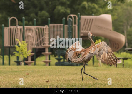 Una gru sandhill (Grus canadensis) le ali vicino a un parco giochi. Foto Stock