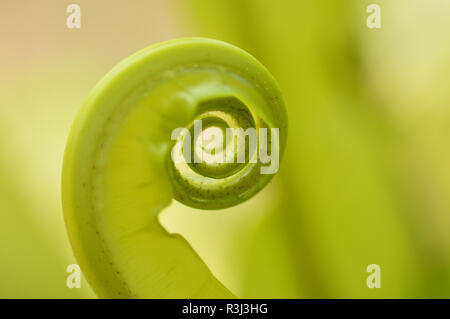 Nuove foglie verdi di Bird's-nest felce o nido foglia di felce rotolo / bella cerchia sfondo verde - close up giovani piante Fern Tree soft top cresce su Foto Stock