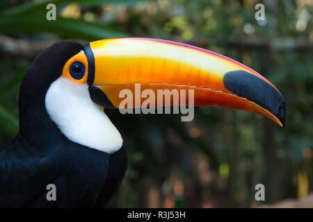 Trasduttore Toco Toucan (Ramphastos toco), ritratto, Pantanal, Mato Grosso, Brasile Foto Stock