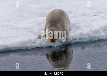 Guarnizione barbuto (Erignathus barbatus) entrata in acqua, isola Spitsbergen, arcipelago delle Svalbard, Norvegia Foto Stock