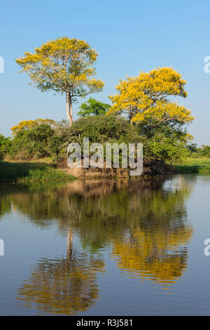 Vochysia divergens alberi lungo il fiume Cuiaba, Pantanal, Mato Grosso Membro, Brasile Foto Stock