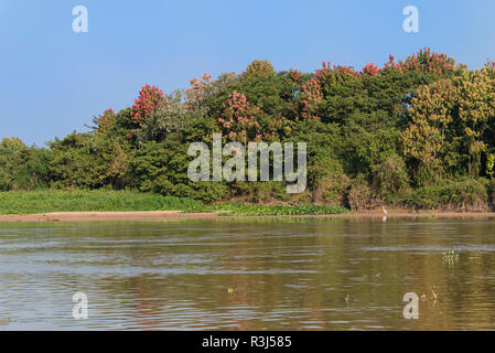 Cuiaba fiume con la fioritura Rosa Ipe alberi (Tabebuia ipe) presso la riva, Pantanal, Mato Grosso Membro, Brasile Foto Stock