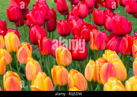 Close up di rosso e tulipani gialli (tulipa) in Bloom, Giardini Keukenhof presentano Lisse, South Holland, Paesi Bassi Foto Stock