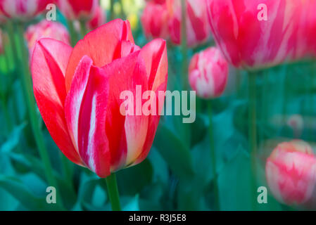 Close up di multi-colore di tulipani (tulipa) in Bloom, Giardini Keukenhof presentano Lisse, South Holland, Paesi Bassi Foto Stock