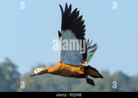 Casarca (Tadorna ferruginea) in volo, Chitwan il parco nazionale, il Nepal Foto Stock