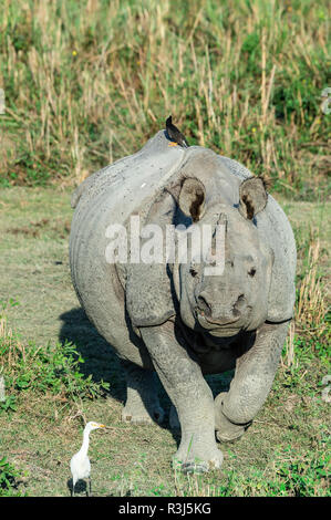 Il rinoceronte indiano (Rhinoceros unicornis) con airone guardabuoi (Bubulcus ibis) e uccelli Myna, il Parco Nazionale di Kaziranga, Assam, India Foto Stock