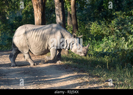 Il rinoceronte indiano (Rhinoceros unicornis) attraversando la strada forestale, il Parco Nazionale di Kaziranga, Assam, India Foto Stock