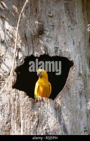 Golden parrocchetto o golden conure (Guaruba guarouba) in un foro albero, Parco Nazionale di Iguazu, Stato di Parana, Brasile Foto Stock