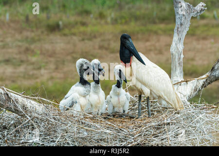 Jabiru Aeroporto (Jabiru Aeroporto mycteria) nel nido con pulcini, Pantanal, Mato Grosso, Brasile Foto Stock