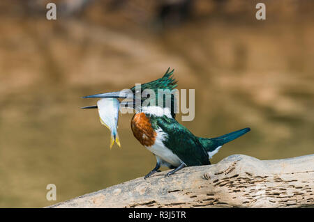 Green Kingfisher (Chloroceryle Americana) su un ramo con un pesce nel becco, Pantanal, Mato Grosso, Brasile Foto Stock