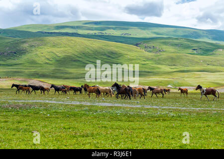 Gregge di cavalli (Equus) in esecuzione nella gola di Naryn, regione di Naryn, Kirghizistan Foto Stock