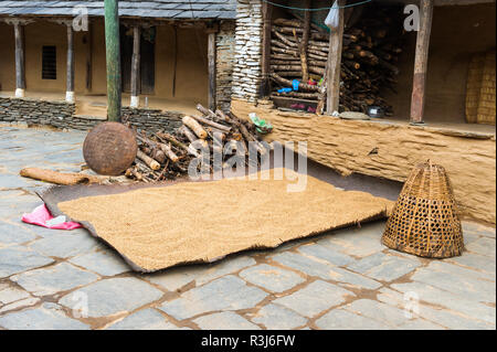 Essiccazione del riso sul terreno, Dhampus villaggio di montagna, Nepal Foto Stock