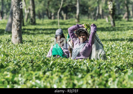 Le donne indiane prelevare le foglie di tè, Assam, India Foto Stock