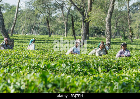 Le donne indiane prelevare le foglie di tè, Assam, India Foto Stock