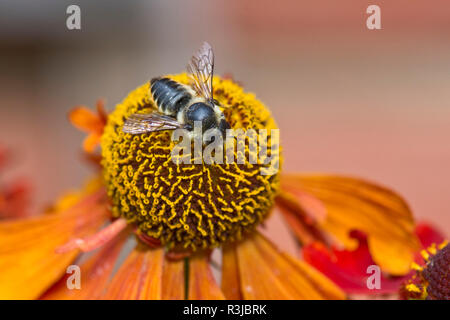 Patchwork leafcutter bee, Megachile centuncularis, con ali distese l'alimentazione da un fiore Helenium Foto Stock