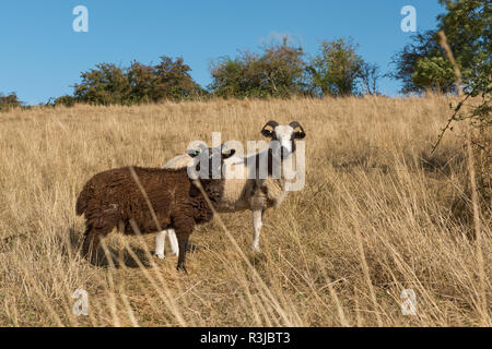 Un Jacob pecora pecora con il suo compagno in piedi in un pascolo secco con deboli erba durante una siccità estiva, Agosto Foto Stock