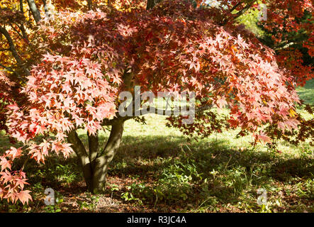 Giapponese acero in autunno a colori, Acer Palmatum, National arboretum Westonbirt Arboretum, Gloucestershire, England, Regno Unito 'Osakazuki' Foto Stock