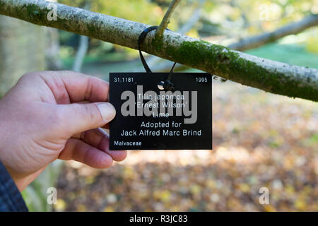 Specie di albero di etichetta di identificazione, National arboretum Westonbirt Arboretum, Gloucestershire, England, Regno Unito - Tilia Japonica lime Foto Stock