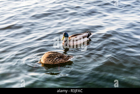 Un drake Florida germano reale e una femmina di germano reale immersioni per cibo. Foto Stock