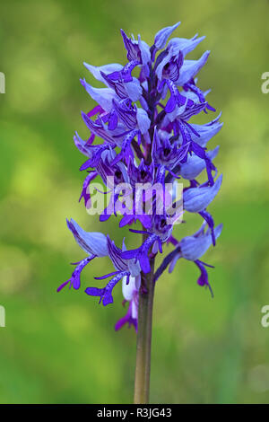 Chiudere orchidea militare Orchis militaris Foto Stock