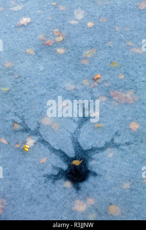 Caduto Foglie di autunno su ghiaccio patterns in piscina congelato / Laghetto / lago con albero rotto a forma di superficie di ghiaccio con migliaia di minuscole bolle di ghiaccio Foto Stock