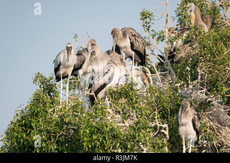 Immaturo cicogne giallo, (Mycteria ibis), in piedi vicino a nidi nella struttura ad albero, fiume Chobe, Botswana, Africa. Foto Stock