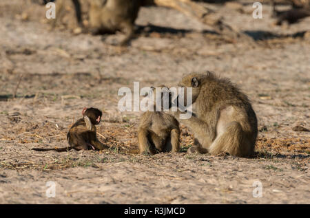 Il Botswana, Africa. I babbuini Chacma toelettatura. Foto Stock