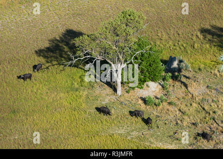 Antenna di bufali (Syncerus caffer), Okavango Delta, il Botswana. Foto Stock