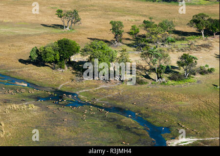 Lechwe (Kobus leche), vista aerea, Okavango Delta, il Botswana. Foto Stock