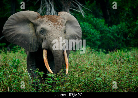 African Forest elephant (Loxodonta cyclotis). Odzala-Kokoua Parco Nazionale. Regione Cuvette-Ouest. Repubblica del Congo Foto Stock