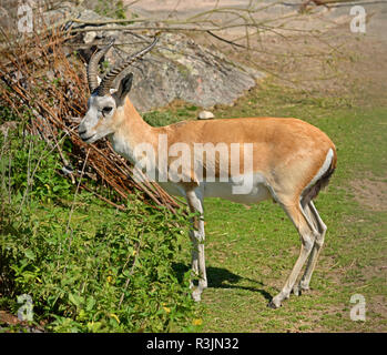 Persiano (gazelle Gazella subgutturosa subgutturosa). Maschio Foto Stock