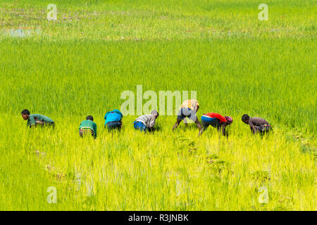 Gli agricoltori la raccolta in campo teff, Bahir Dar, Etiopia Foto Stock