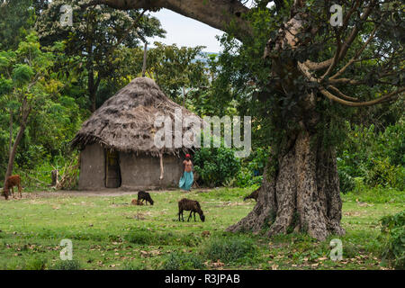 Case tradizionali con il tetto di paglia, tra Arba Minch e ad Addis Abeba, Etiopia Foto Stock